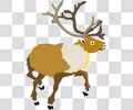 驯鹿