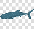 鲸鱼