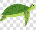 绿毛龟