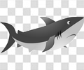 白鲨